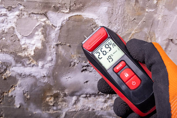 Home Mold Removal in Arlington, WA