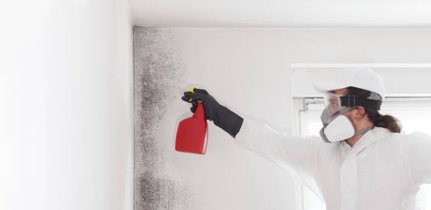 Best Local Mold Removal Service  in Arlington, WA
